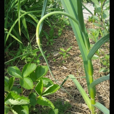 Swan-necked Garlic Scape