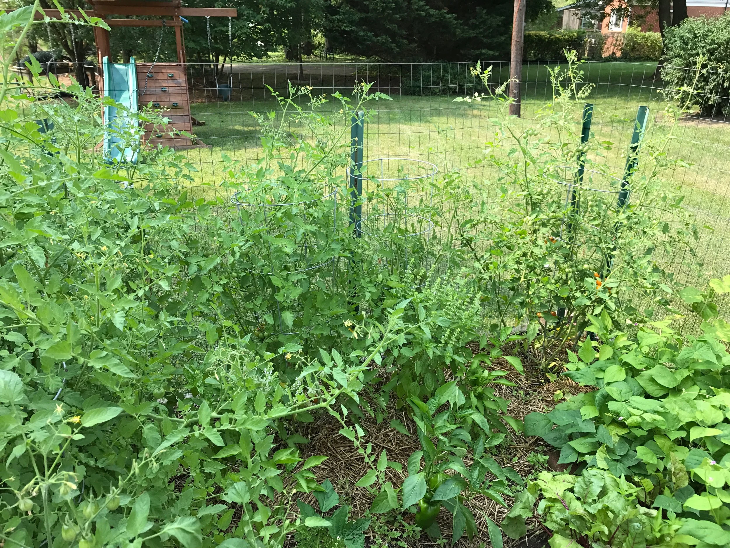 Mid-Season Crop