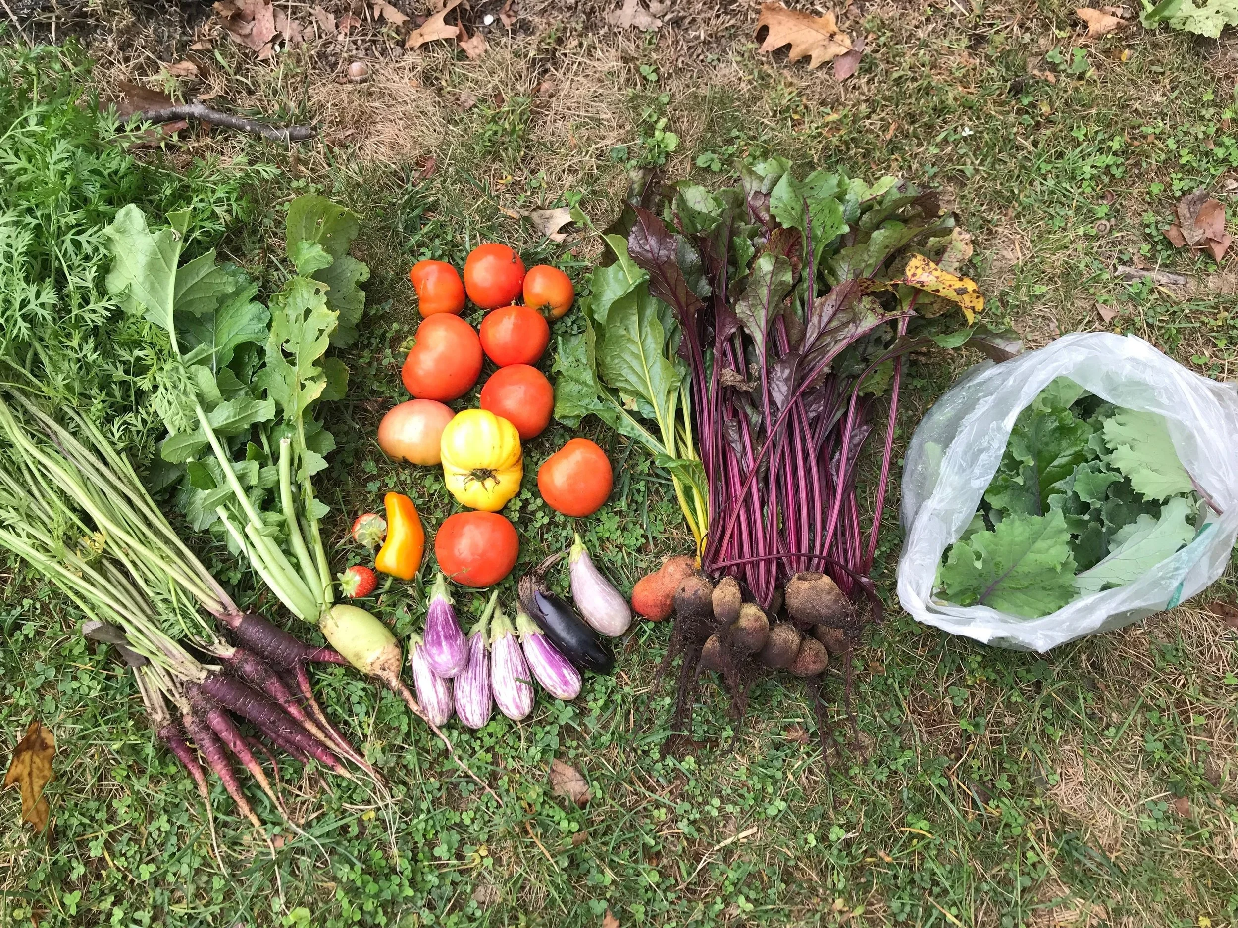 mindyharvest2.jpg
