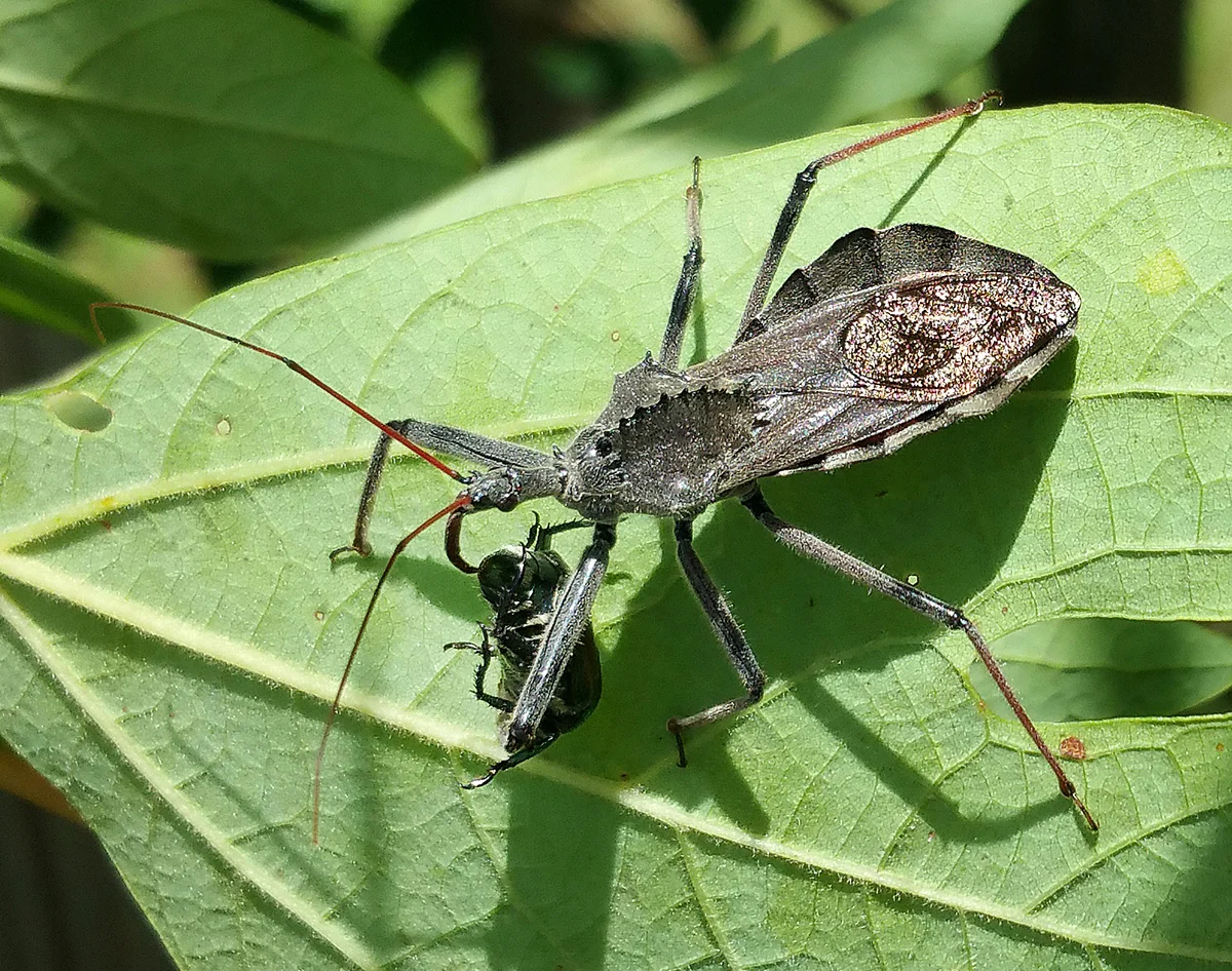 Admire assassin bugs from afar as their long proboscis can pierce human skin resulting in a painful bight! photo from growingsmallfarms.ces.ncsu.edu