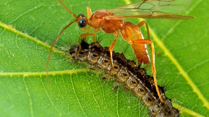 Brachonid Wasp Parasitizing a Caterpillar https://www.theatlantic.com