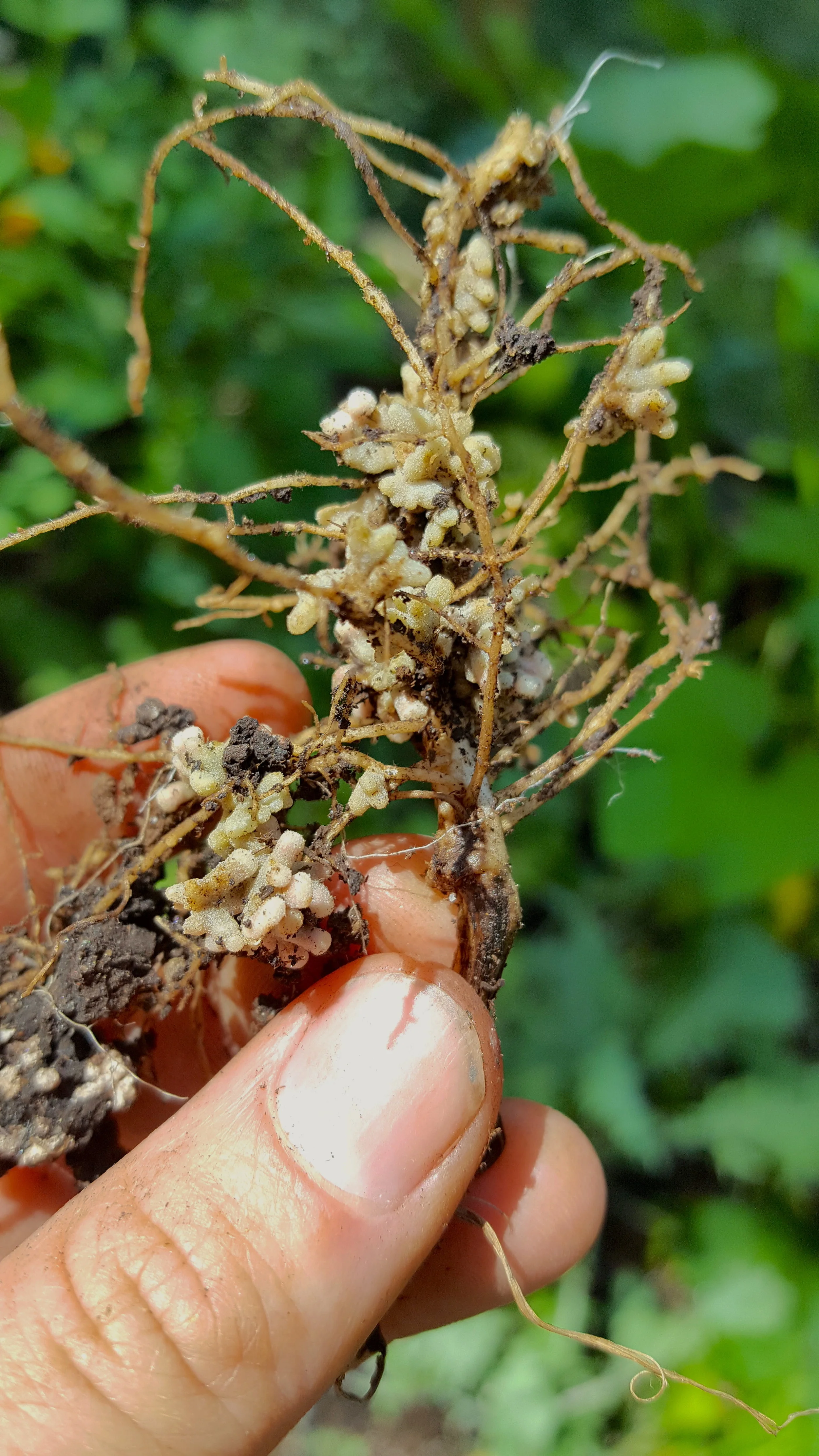 Nitrogen Fixing Root Nodules on Peas