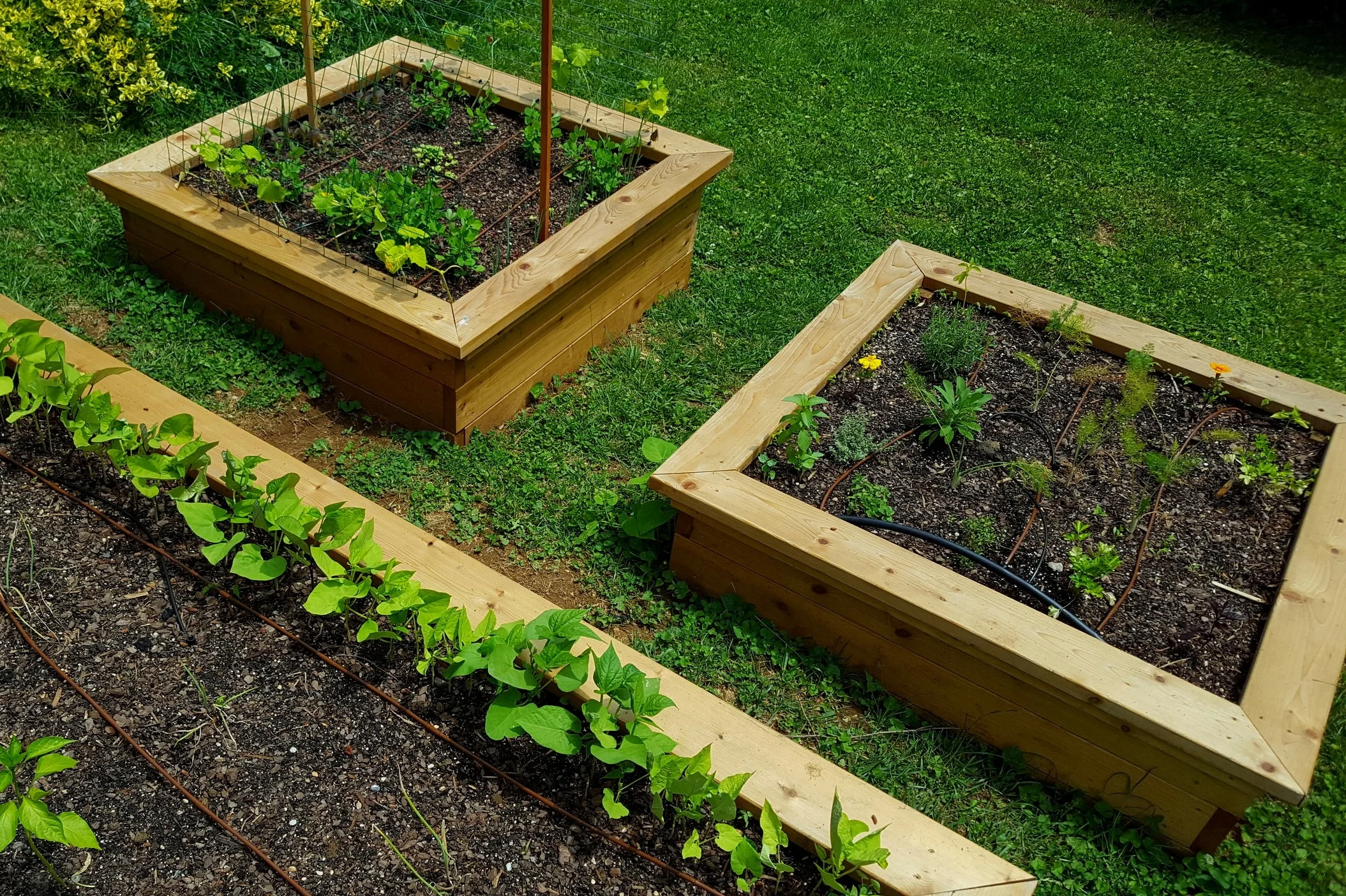4’ X 4’ X 18” Square raised beds