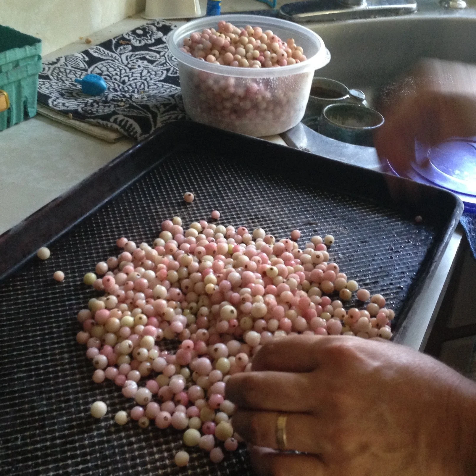 Preparing currants for jam making