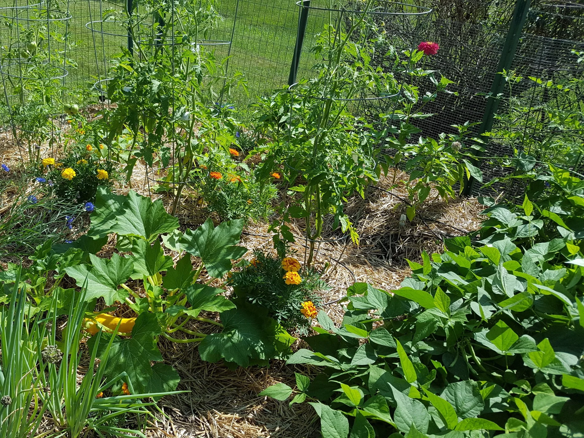 Mid-Season Crop - Year 2