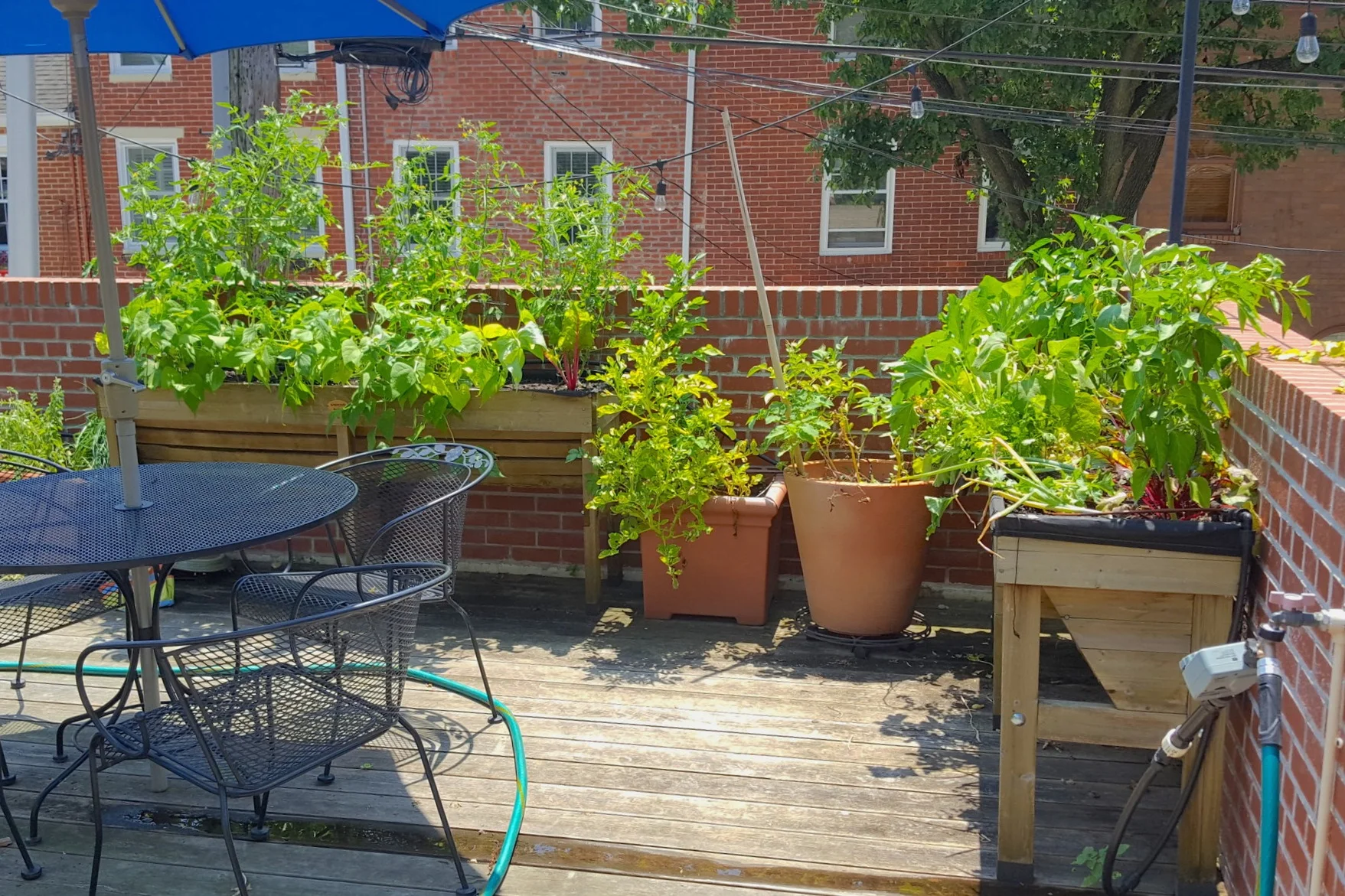 Veg Trug - Garden bed raised to waist height for easy, compact growing of a variety of annual crops.