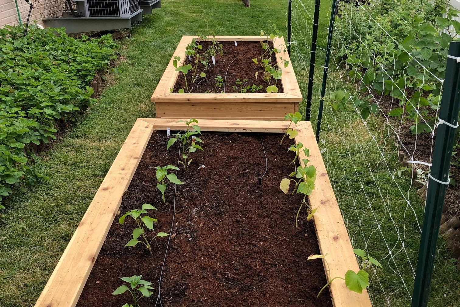 After Fresh Planting