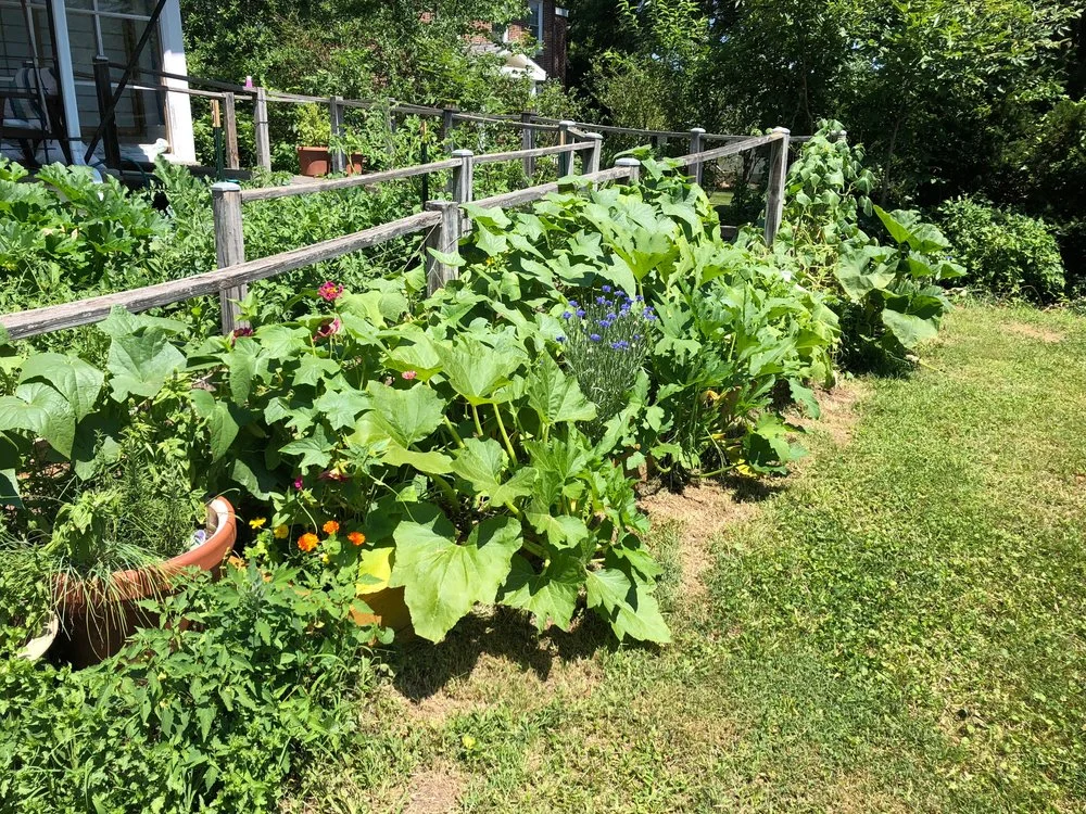 In-ground Kitchen Garden