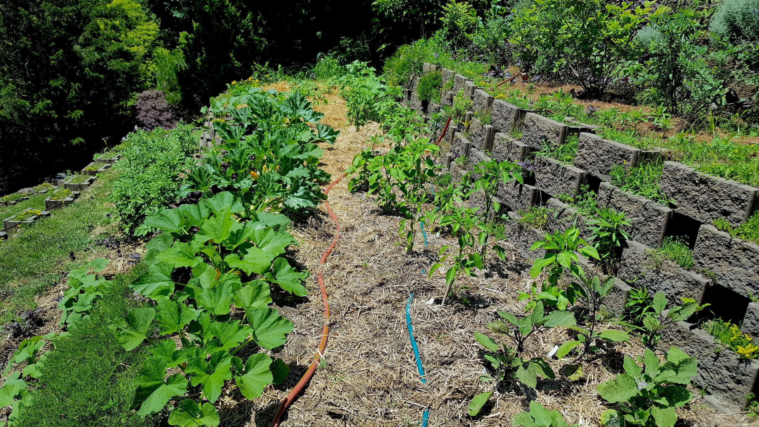 Terraced Veggie Garden