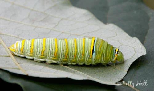 zebra-swalowtail-caterpillar.jpg