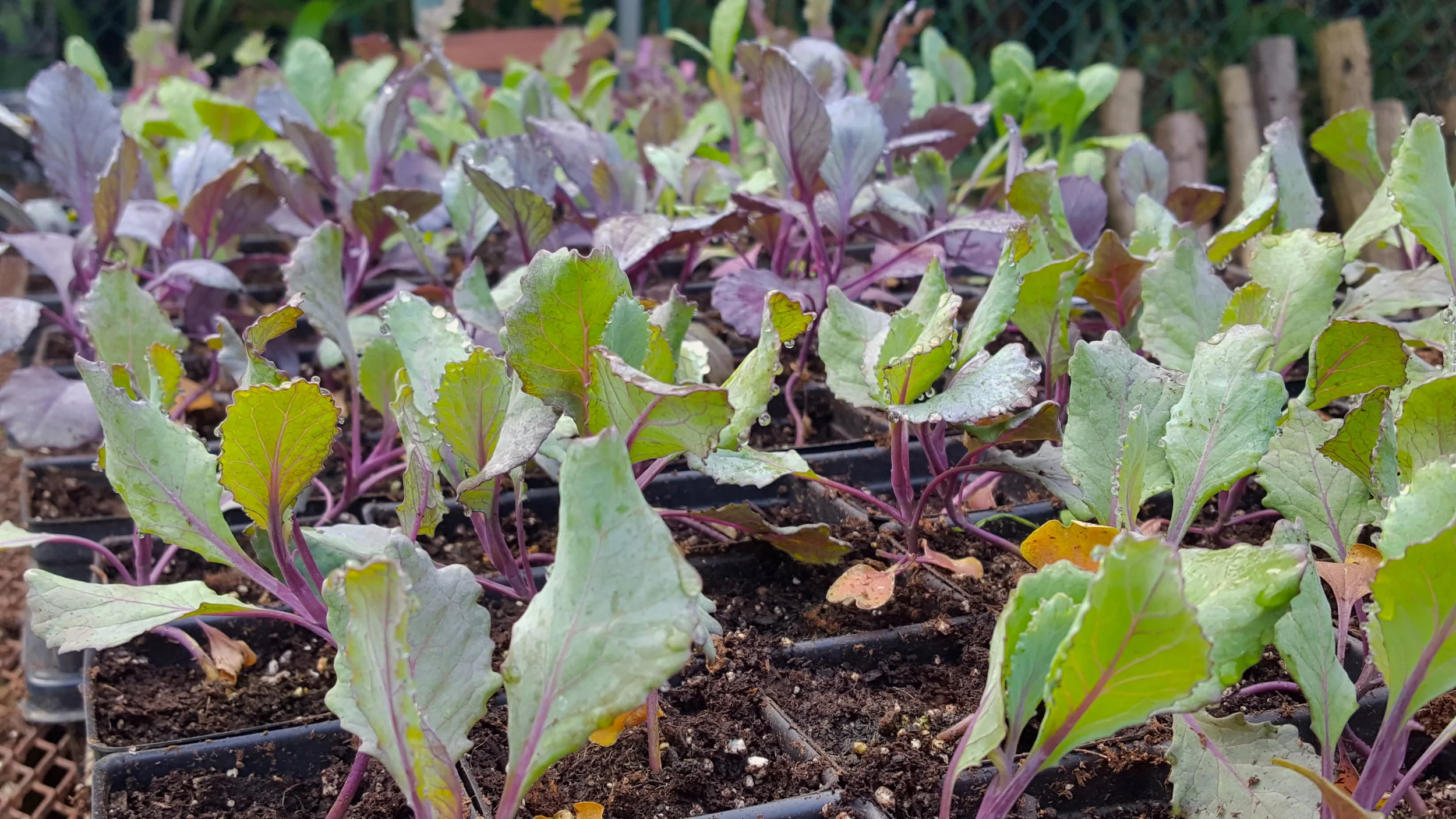 kale seedlings.jpg