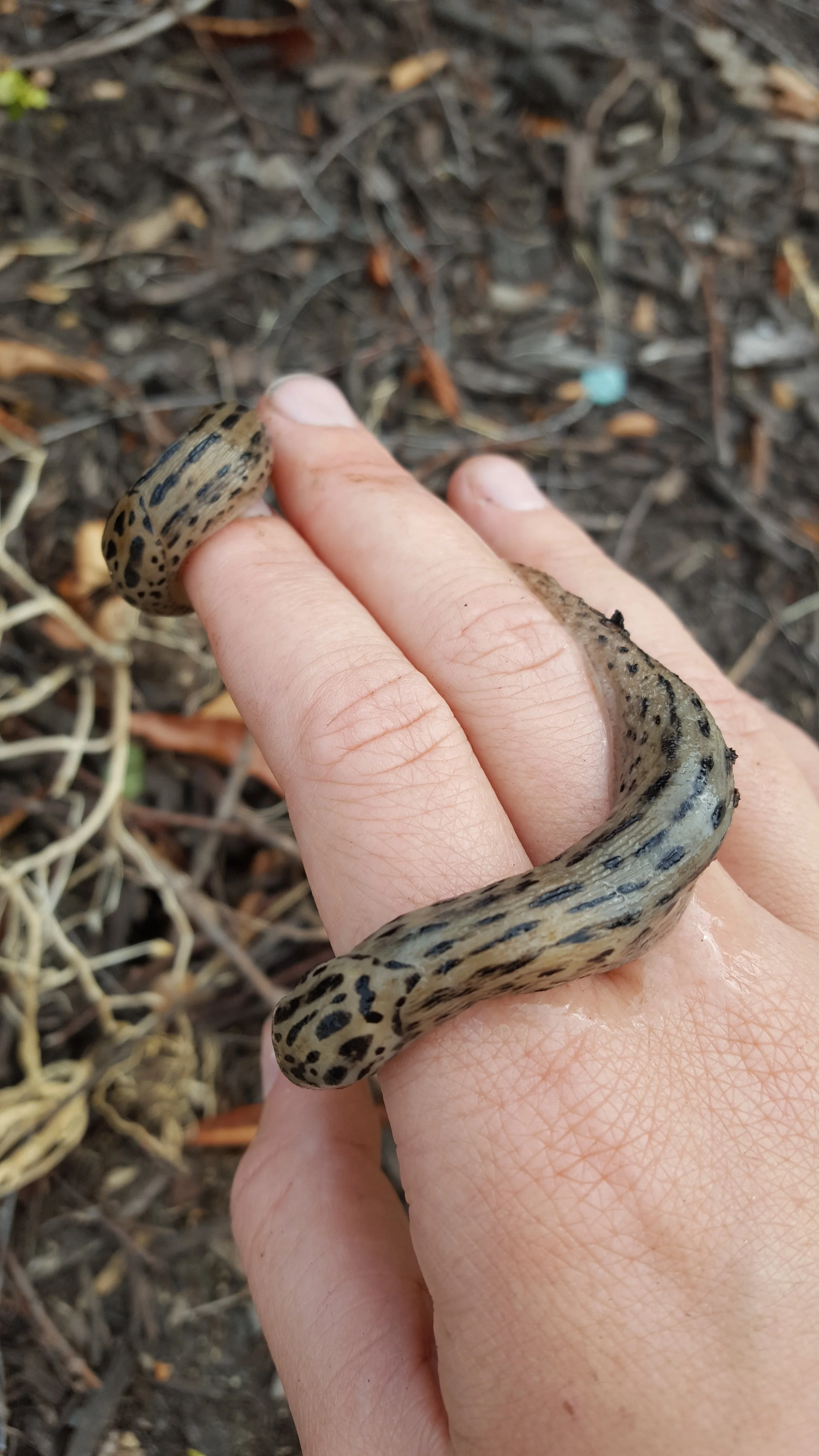 The beautiful but ever hungry Leopard Slug!