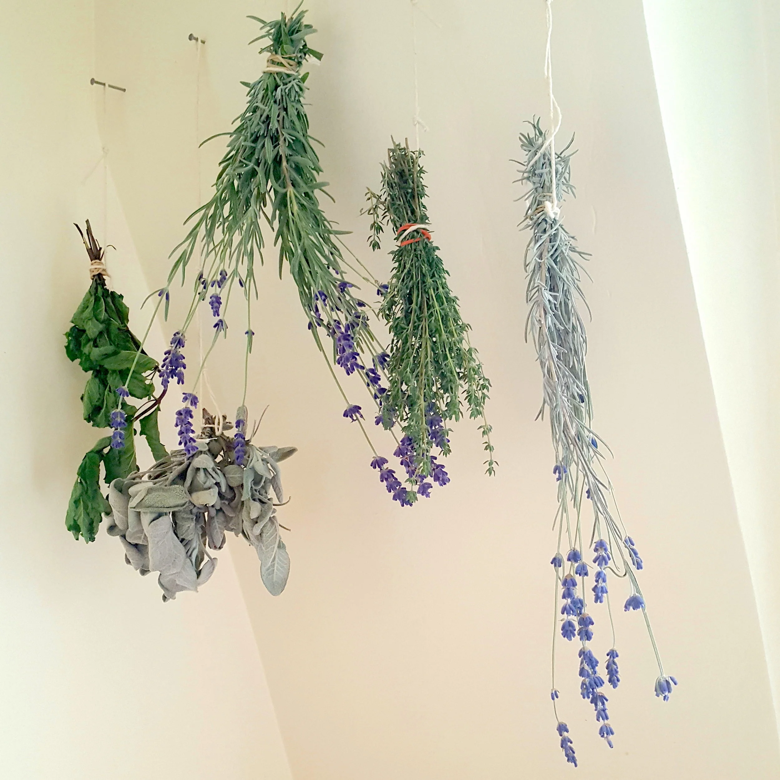Preserving Herbs