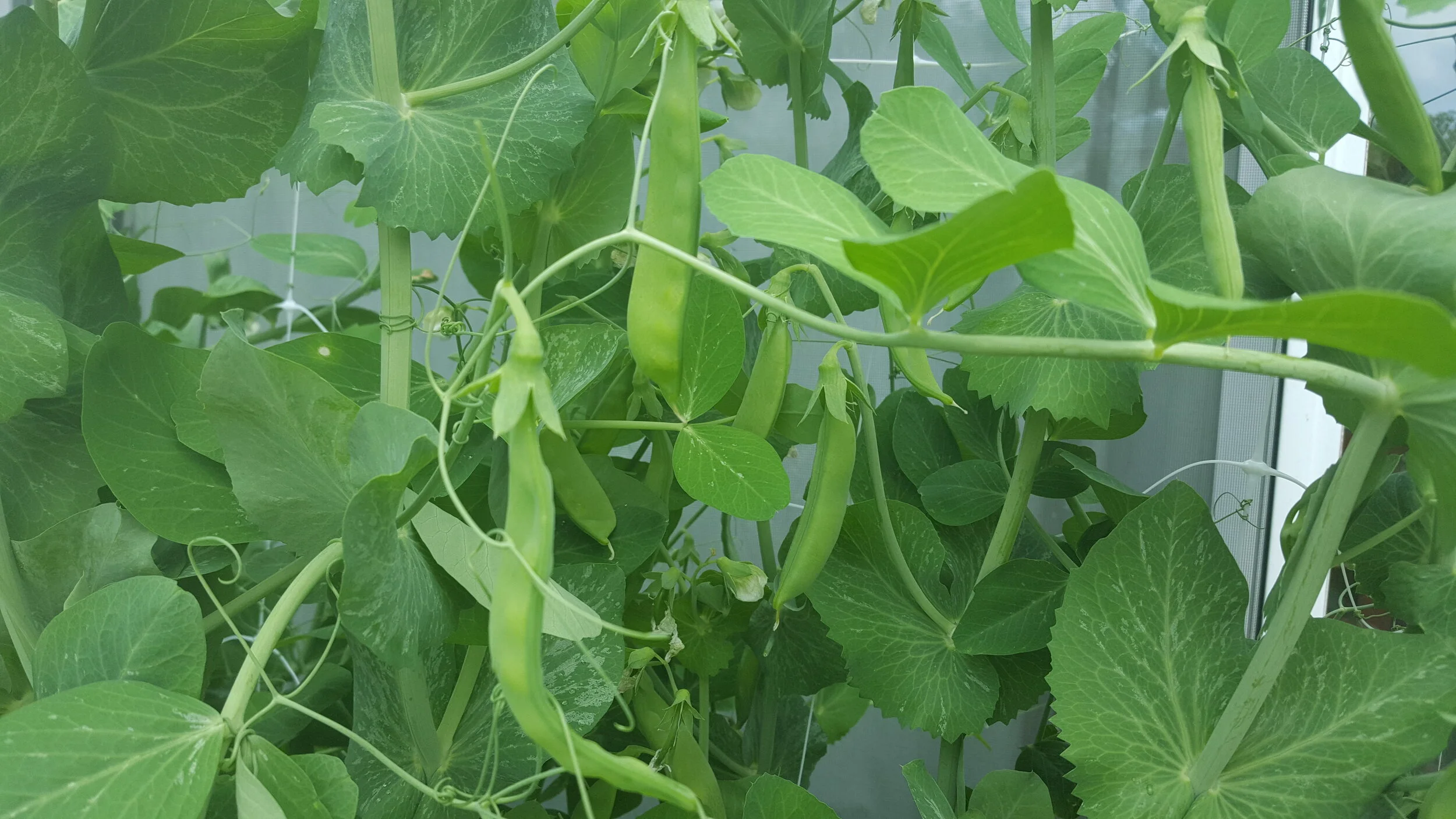 snow-peas