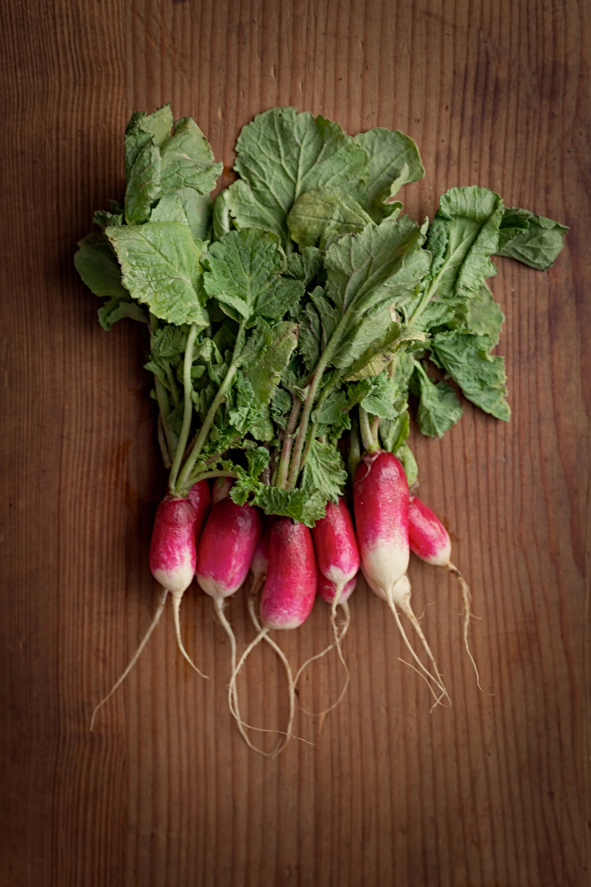 Radishes 