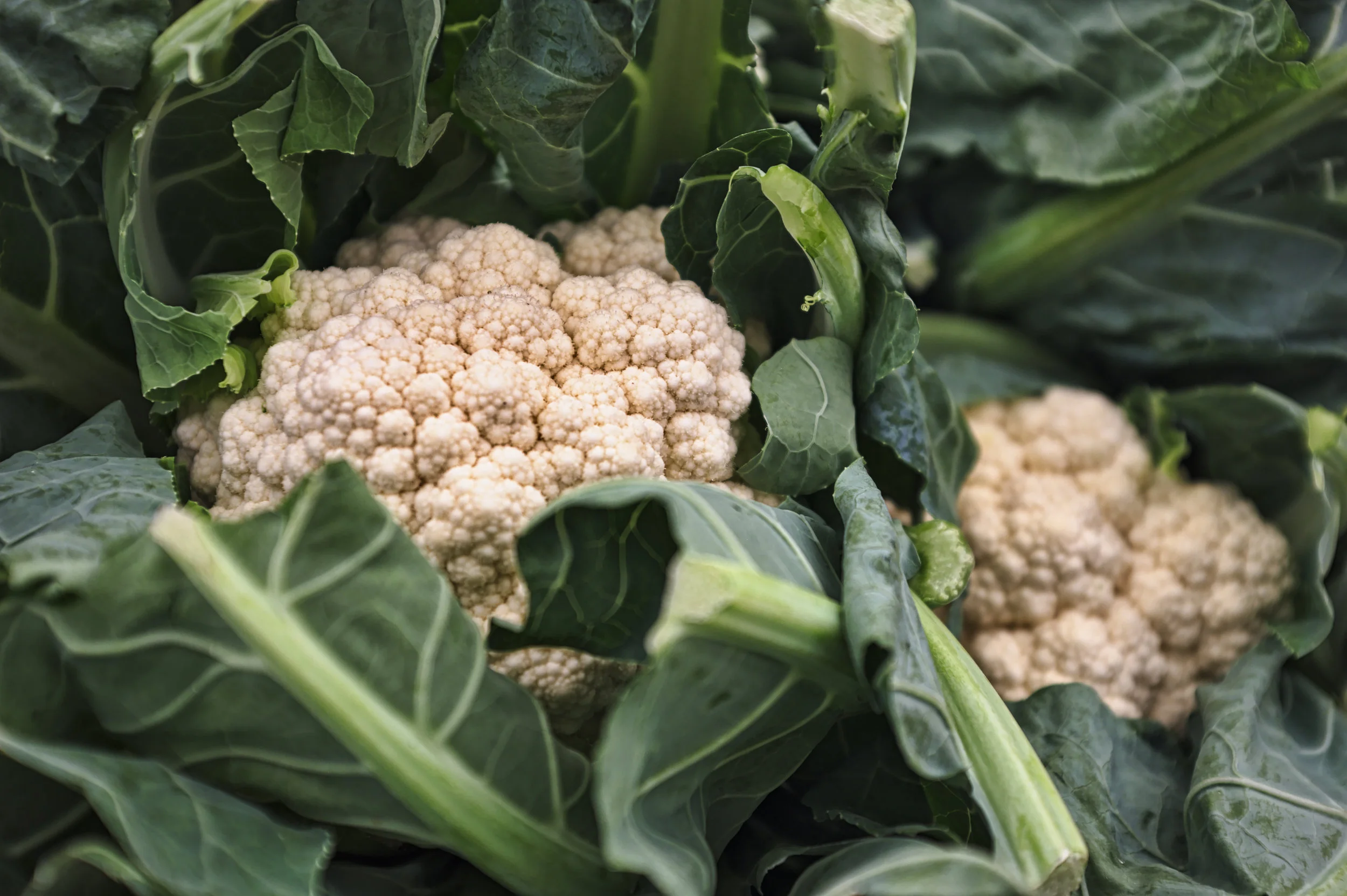 Cauliflower 