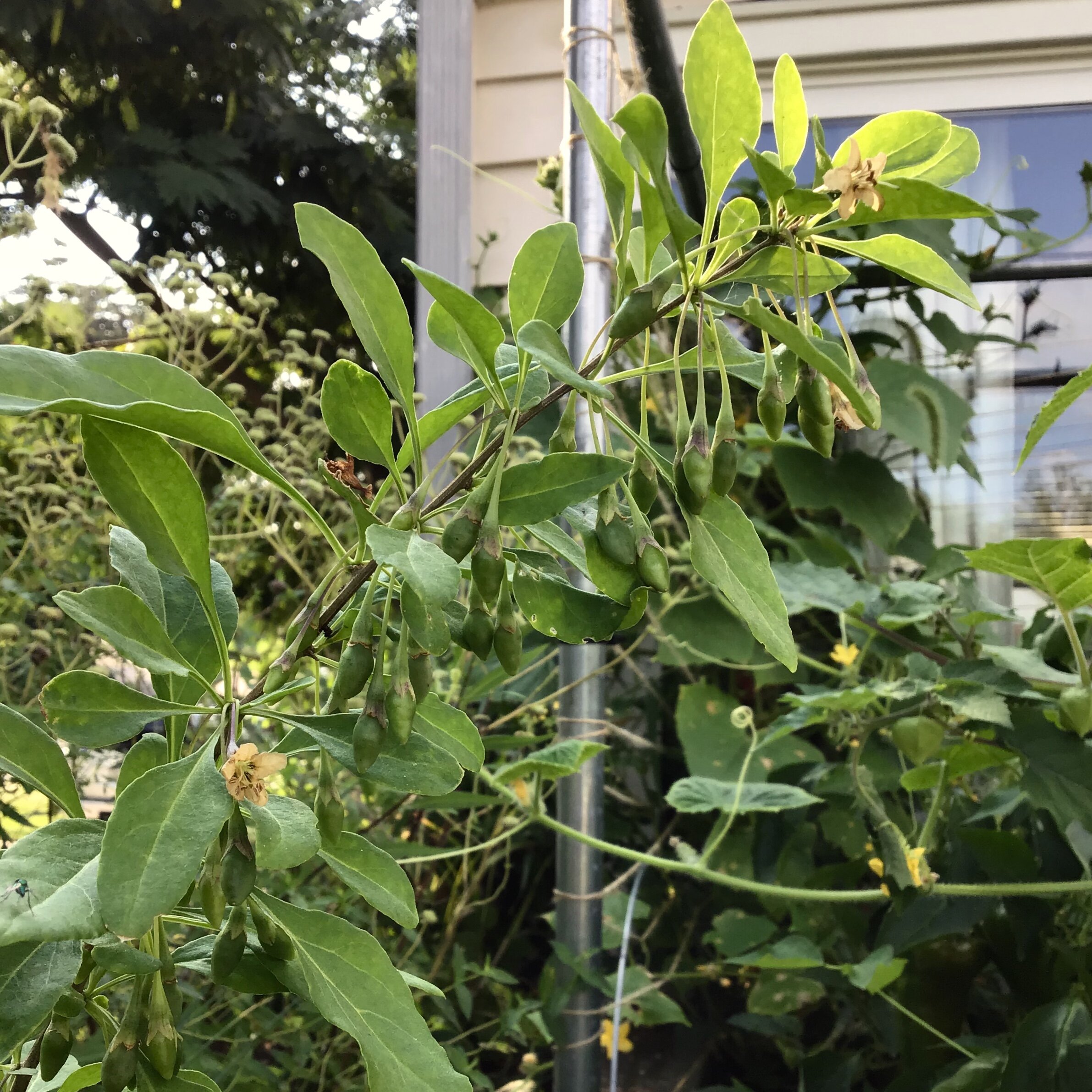 Unripe Goji Berries at Edible Eden’s HQ