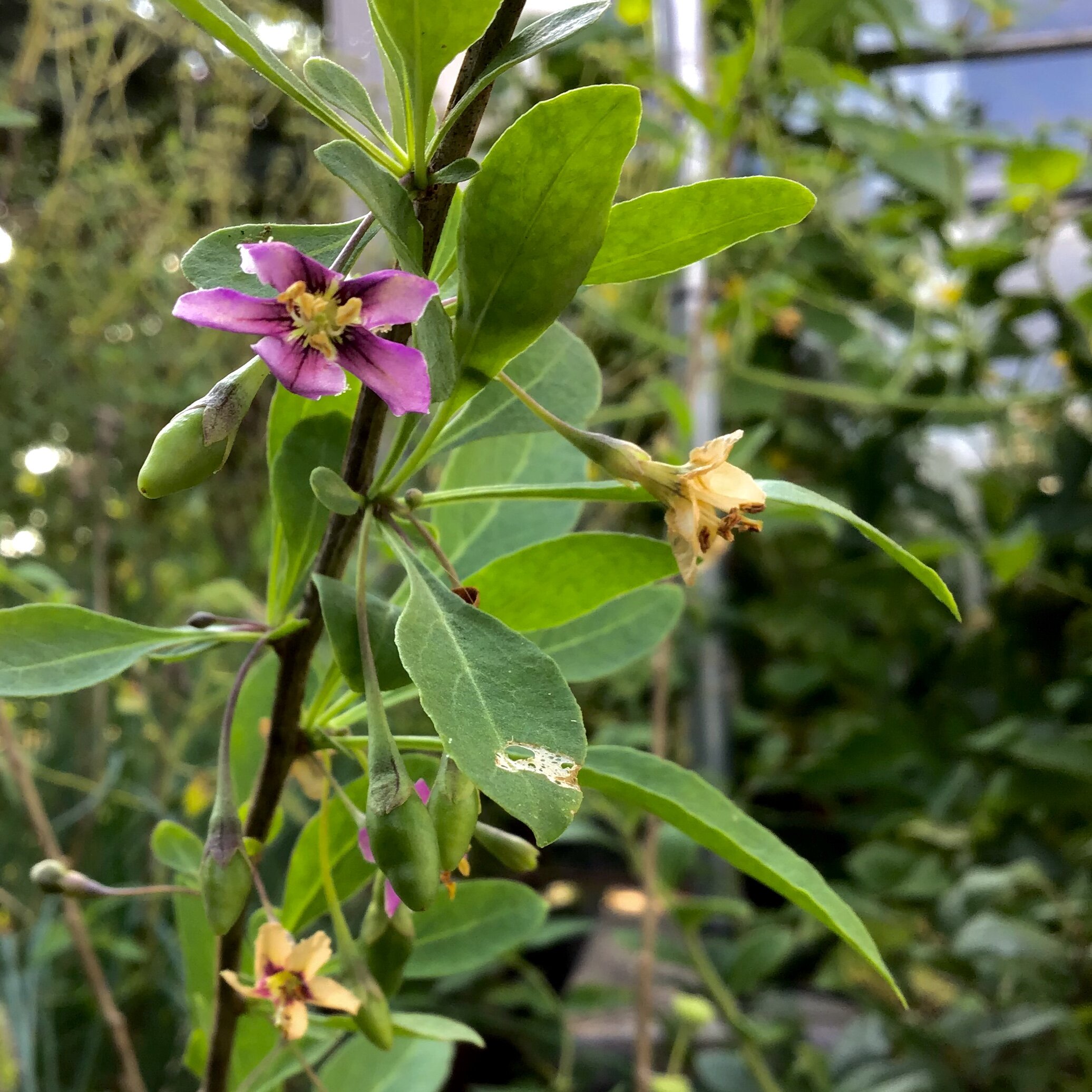 Edible Eden’s flowering and fruiting Goji Berry plant!