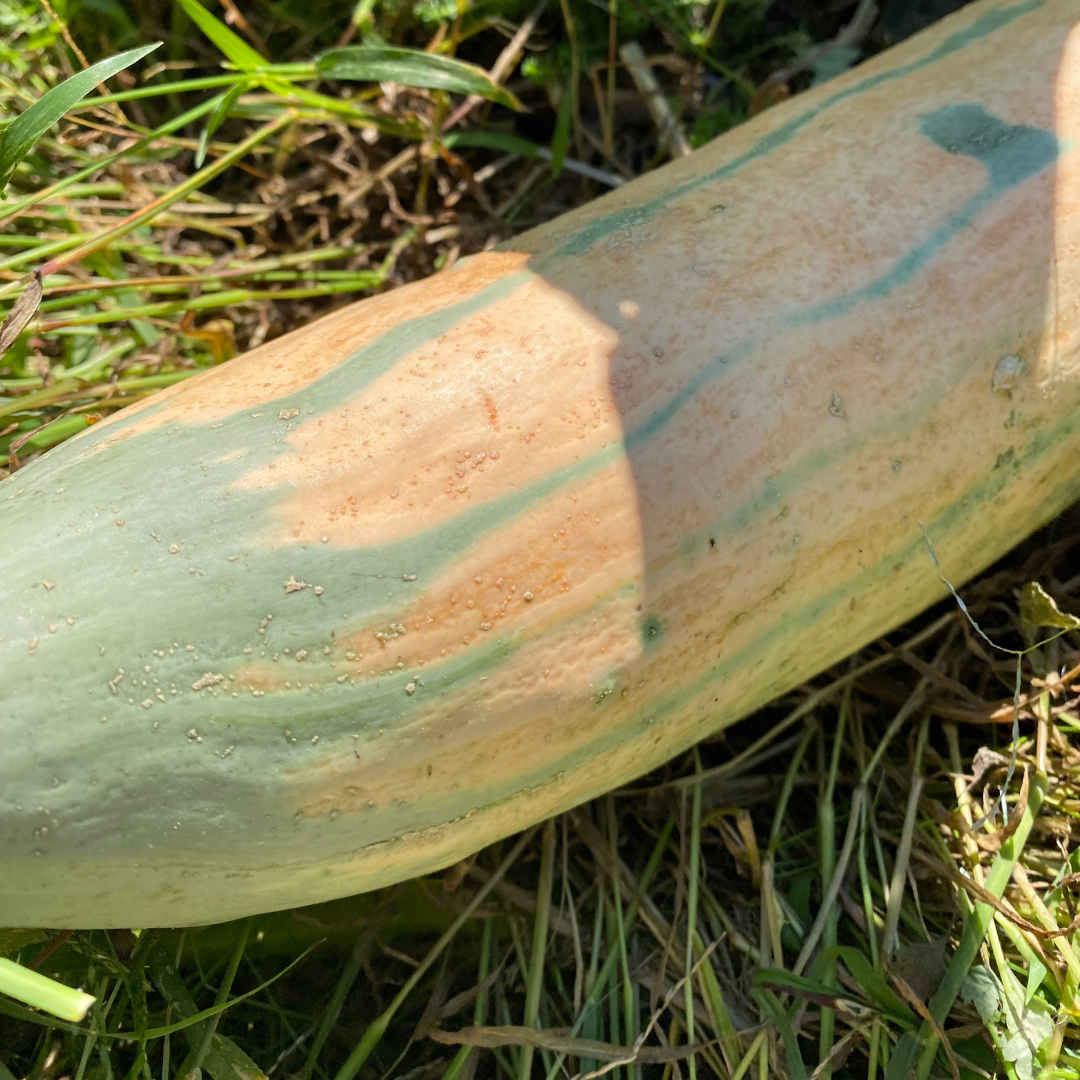 Edible Eden Baltimore Foodscapes— Candy Roaster Squash A Cherokee