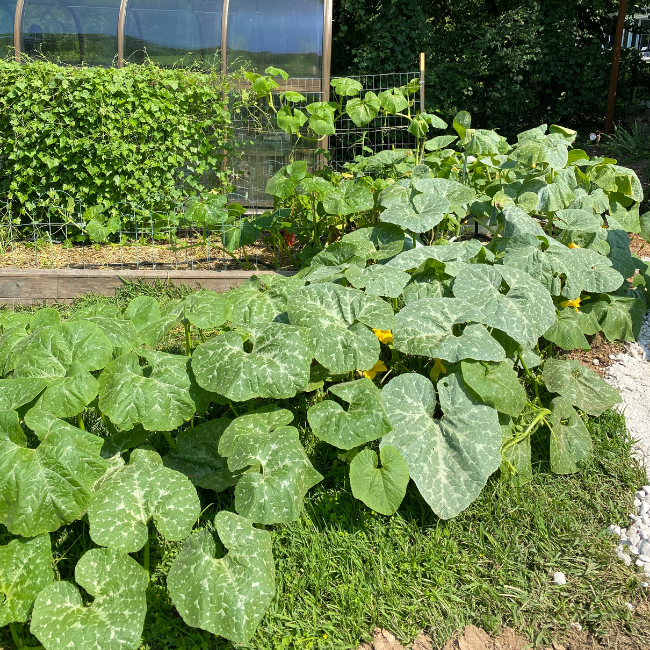 Candy Roaster Squash: A Cherokee Nation Heirloom