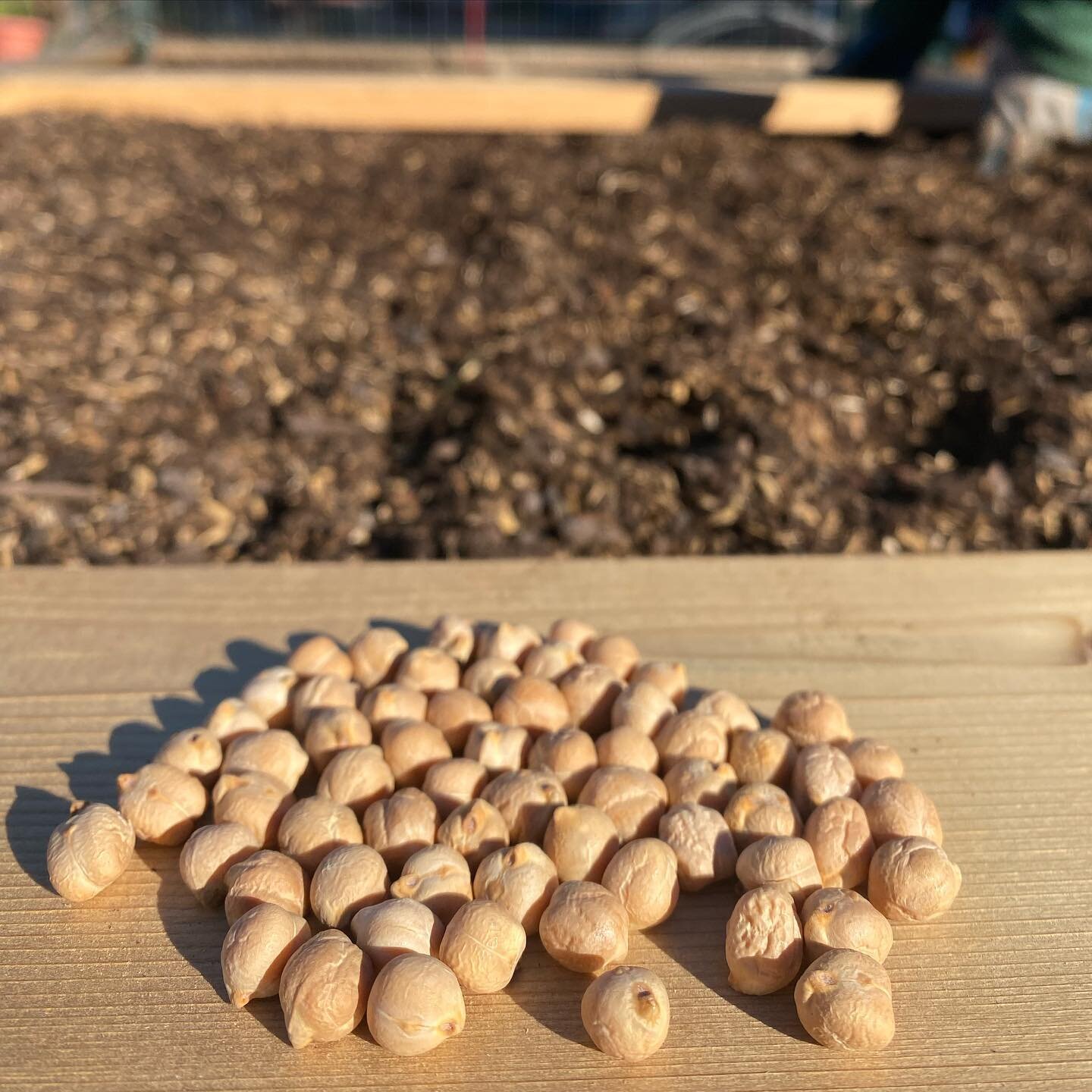 When clients ask for unusual crops, we try to fulfill their requests! While there&rsquo;s more of a learning curve, it&rsquo;s fun to experiment together. 

Pictured here are chickpeas. You may be surprised to learn that you plant exactly what you ea