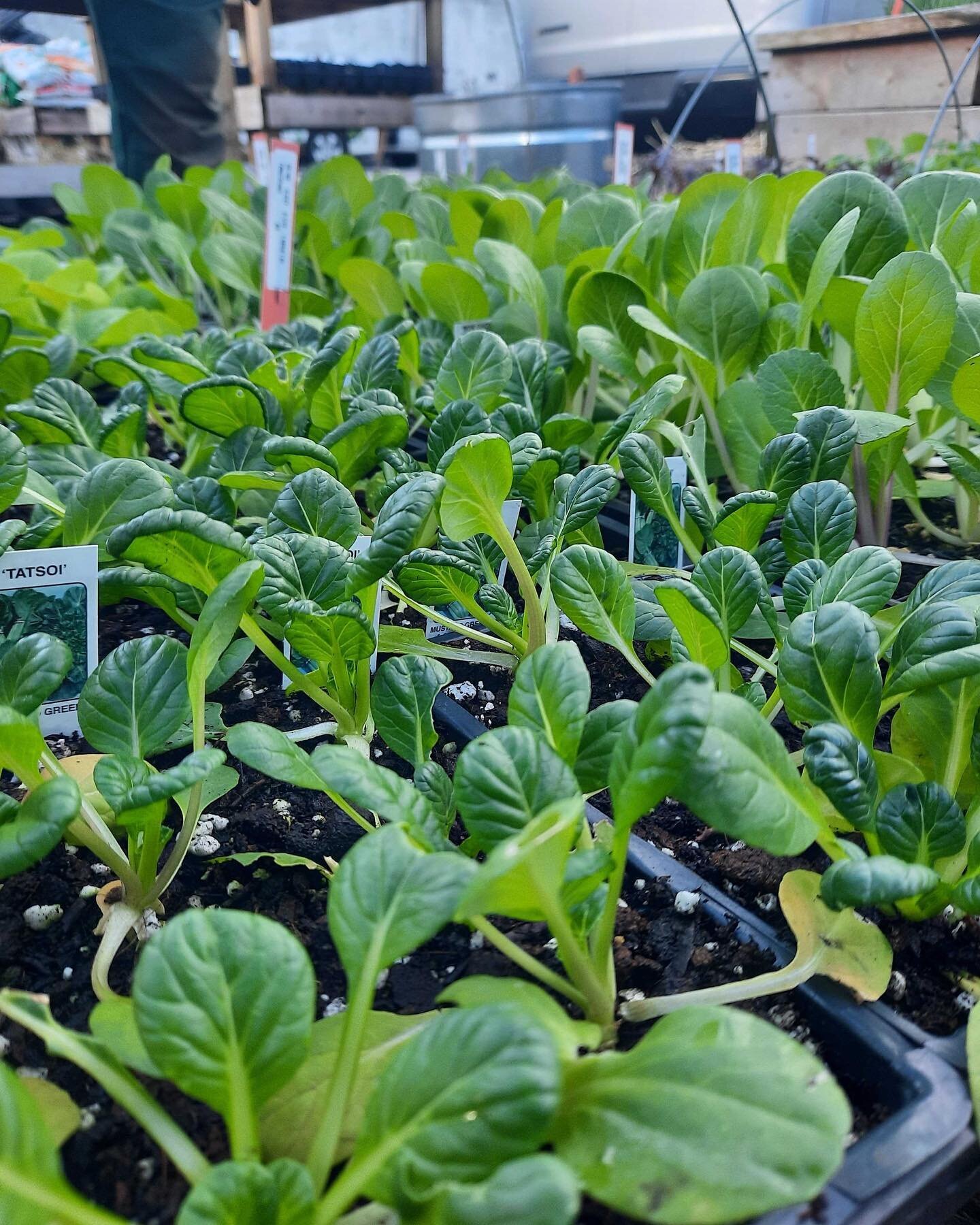 Succulent lettuces, dazzling kales, beautiful bok choy 🤗 We&rsquo;ve got spring veggies on deck as we&rsquo;re busy waking up gardens this week! We are topping off beds with soil, working in organic amendments, and trying not to disturb hibernating 