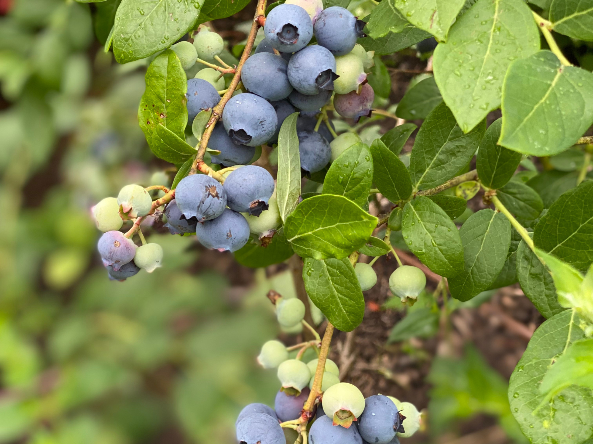  Blueberries 