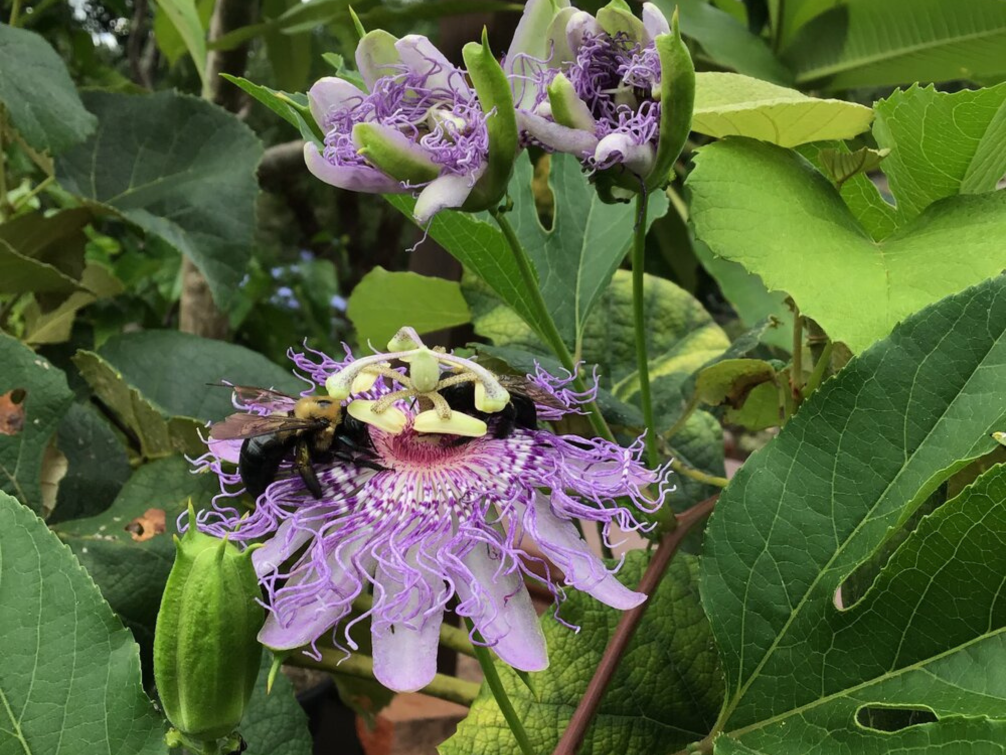 Passionflower 