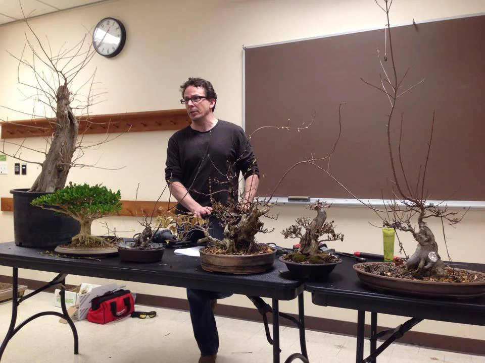 Photos Bonsai Society Of Greater St Louis