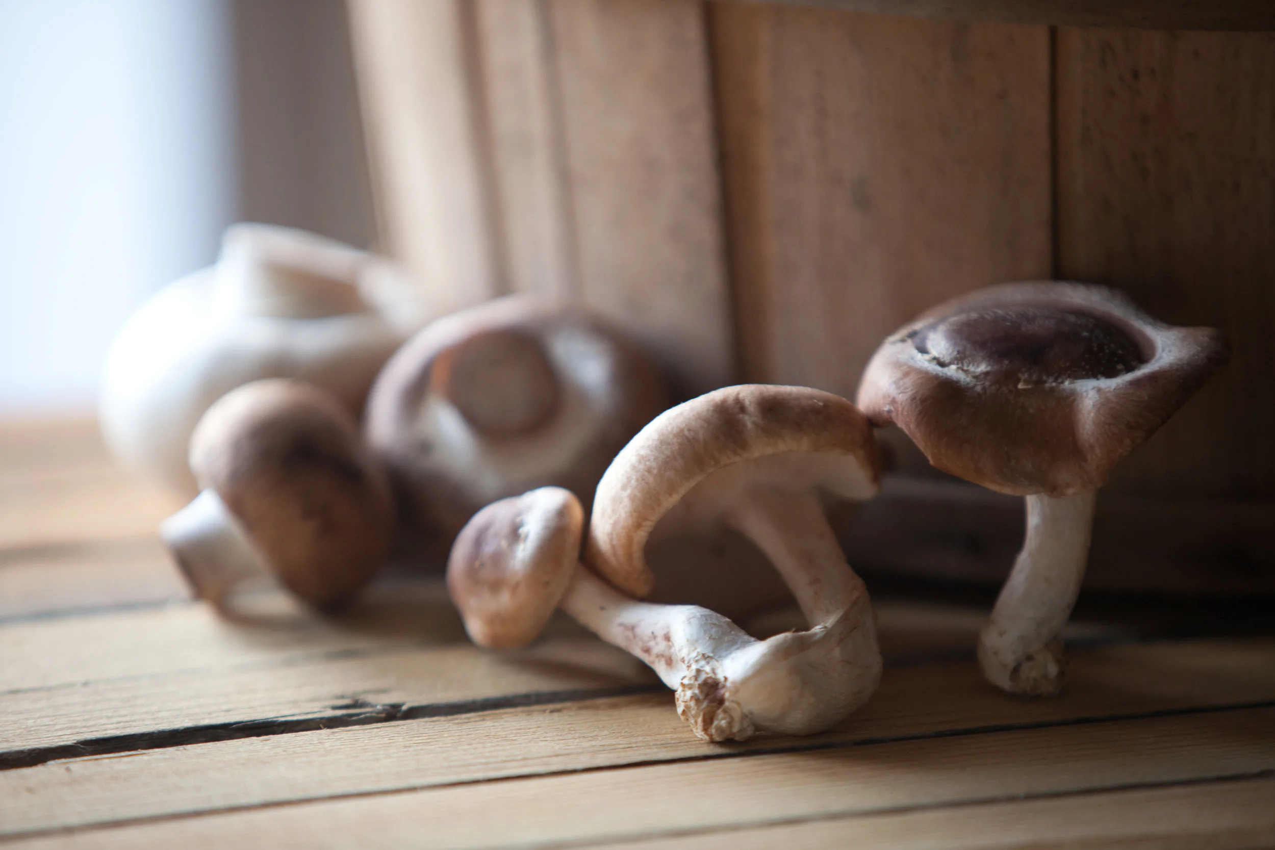 MUSHROOMS SITE-2.JPG