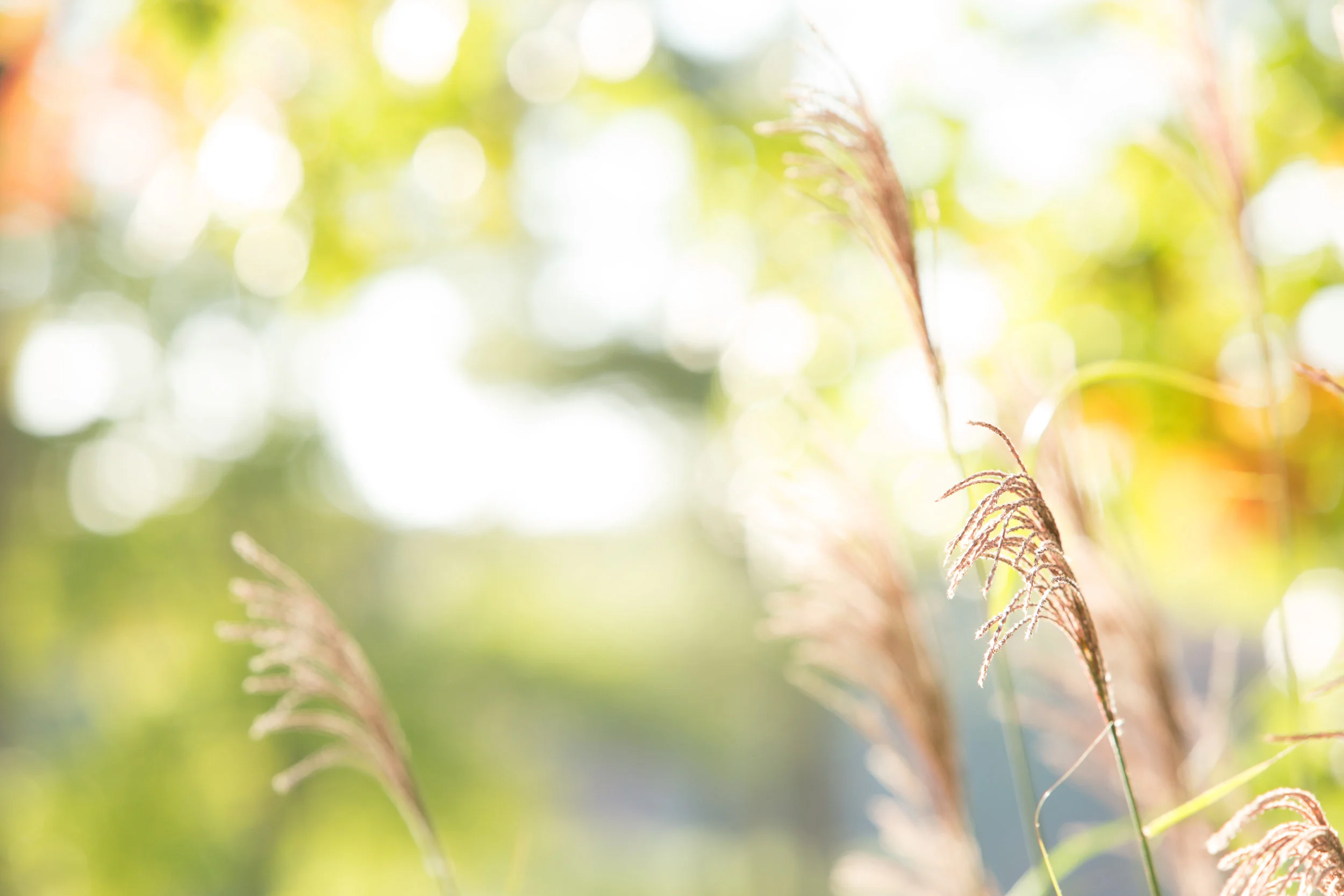 AK SUNNY GRASS AT WLP-1.JPG