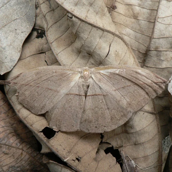moth.jpg
