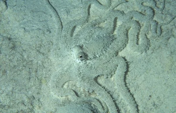 octopus.jpg