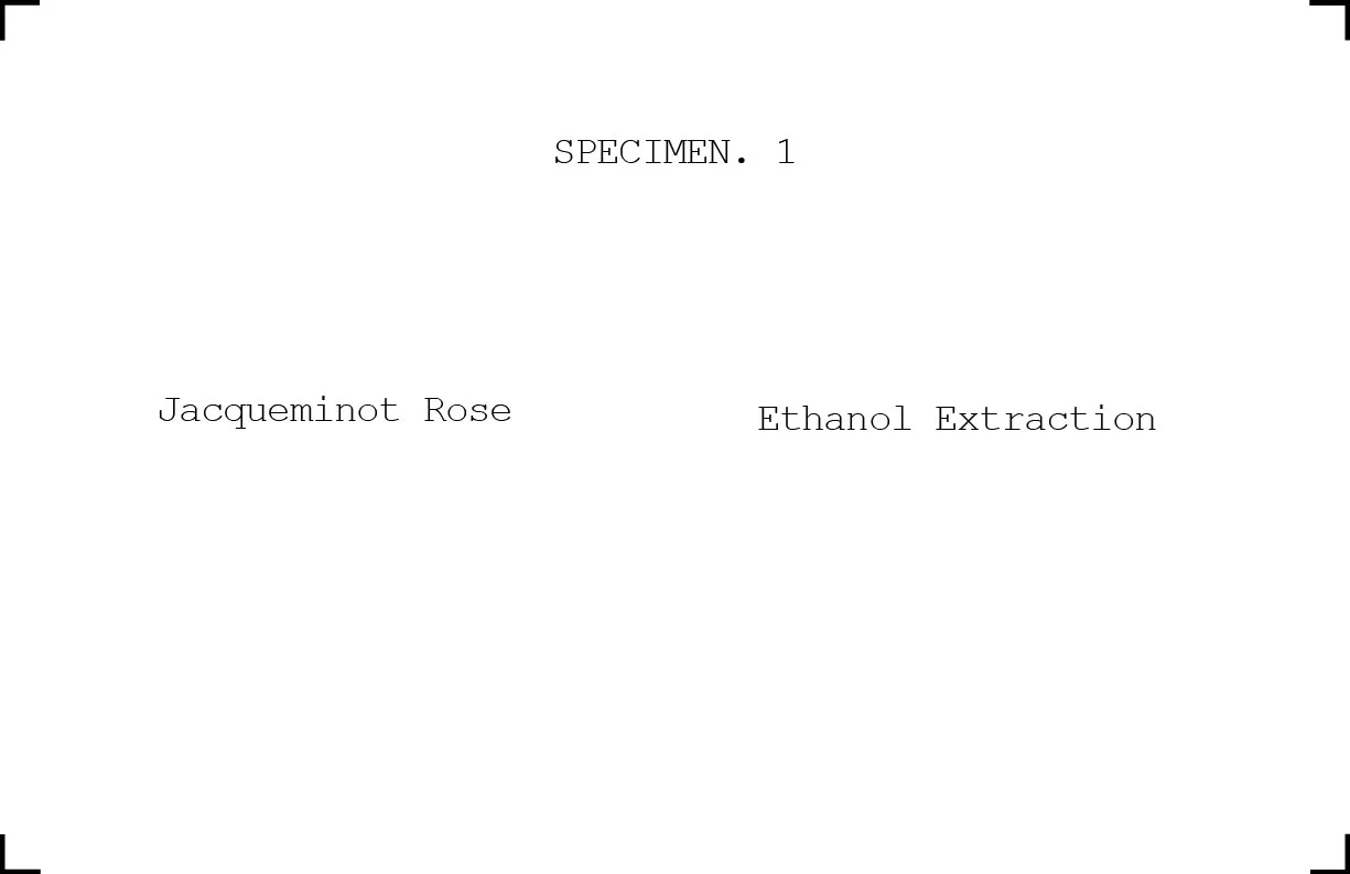 ROSE-13.jpg