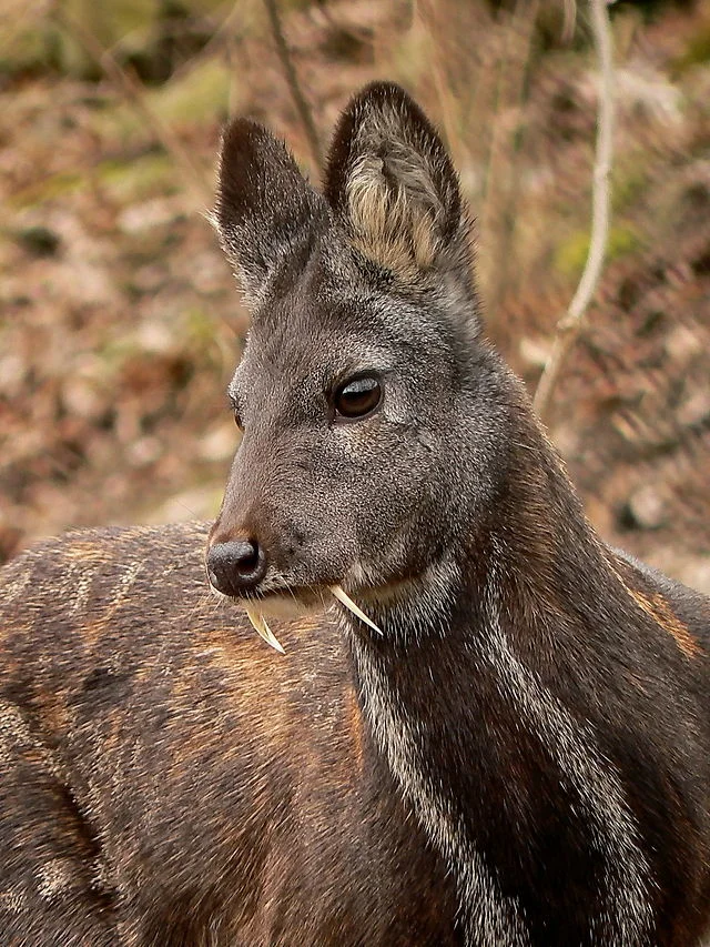 musk deer.jpg