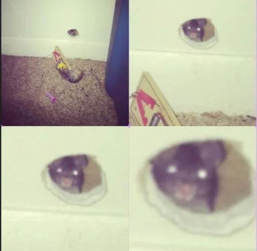 ima get chew