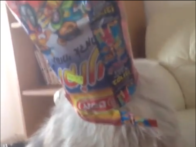 We're All Just a Cat With Our Heads Stuck in a Bag