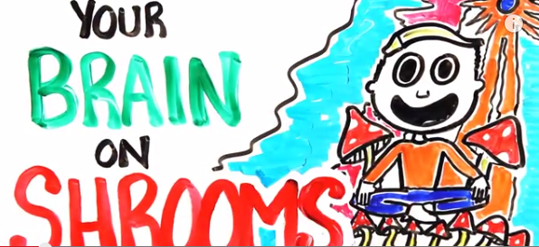 Your Brain on Shrooms
