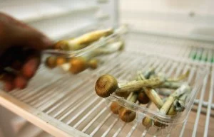 The NYPD spent $13,000 on Magic Mushrooms