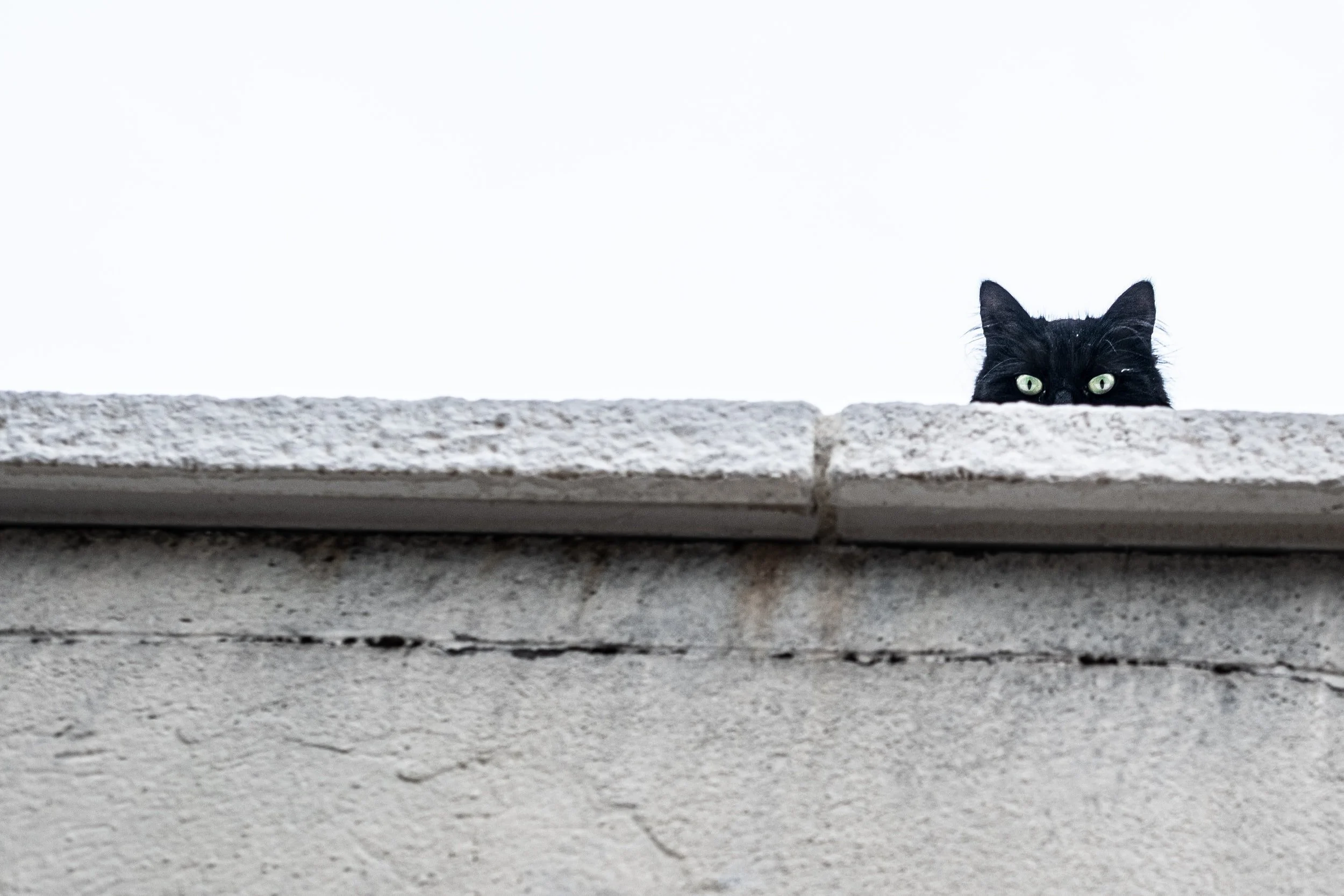 My Neighborhood Cats Are Up To Something