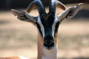 20120130-gazelle-intense.jpg