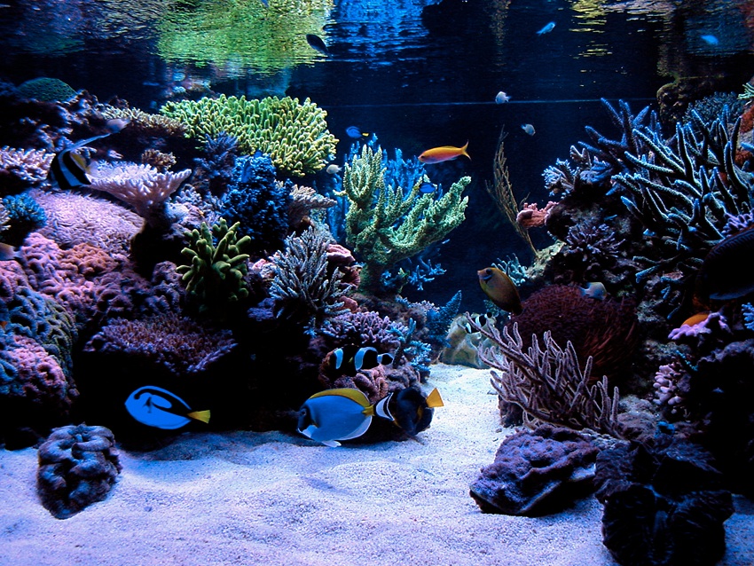 850 Mixed Reef.jpg