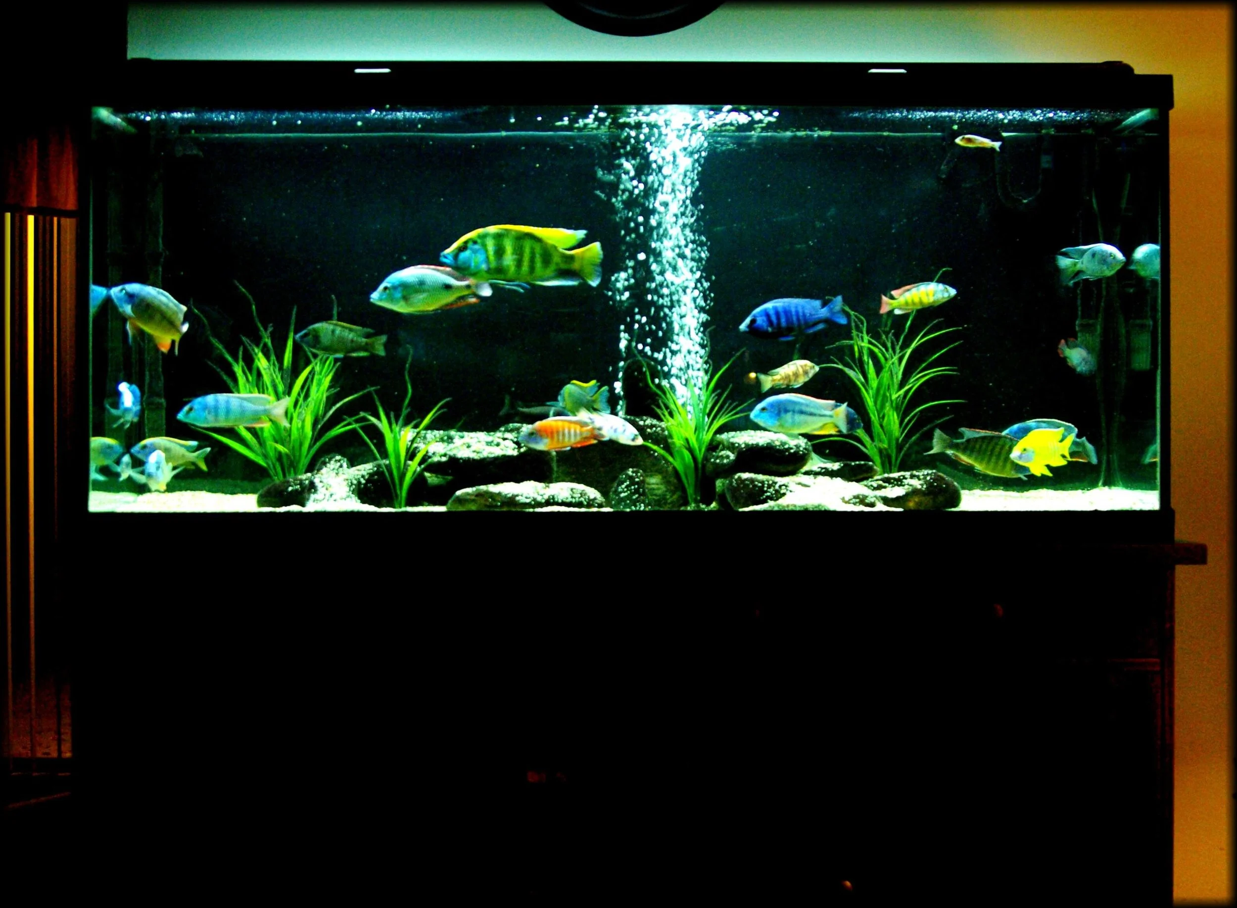 All Male Peacock Hap Tank.jpg