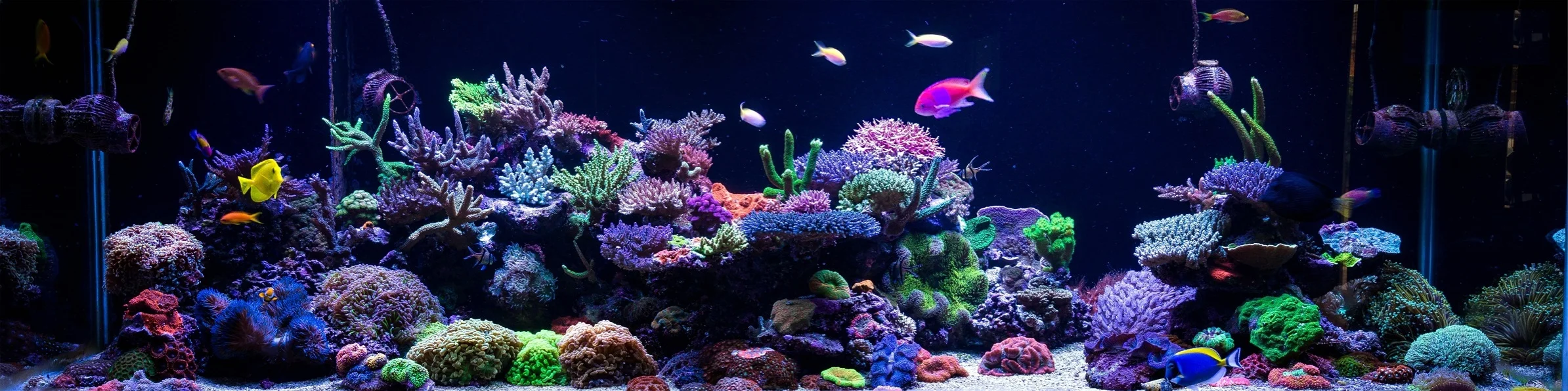 Mixed Reef - Tunze MH.jpg