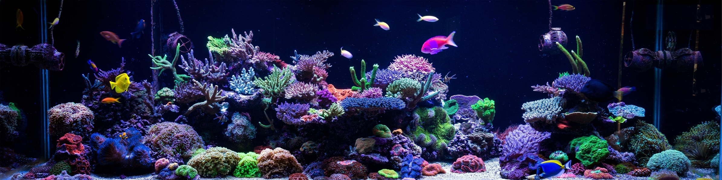 220 Gallon Mixed Reef