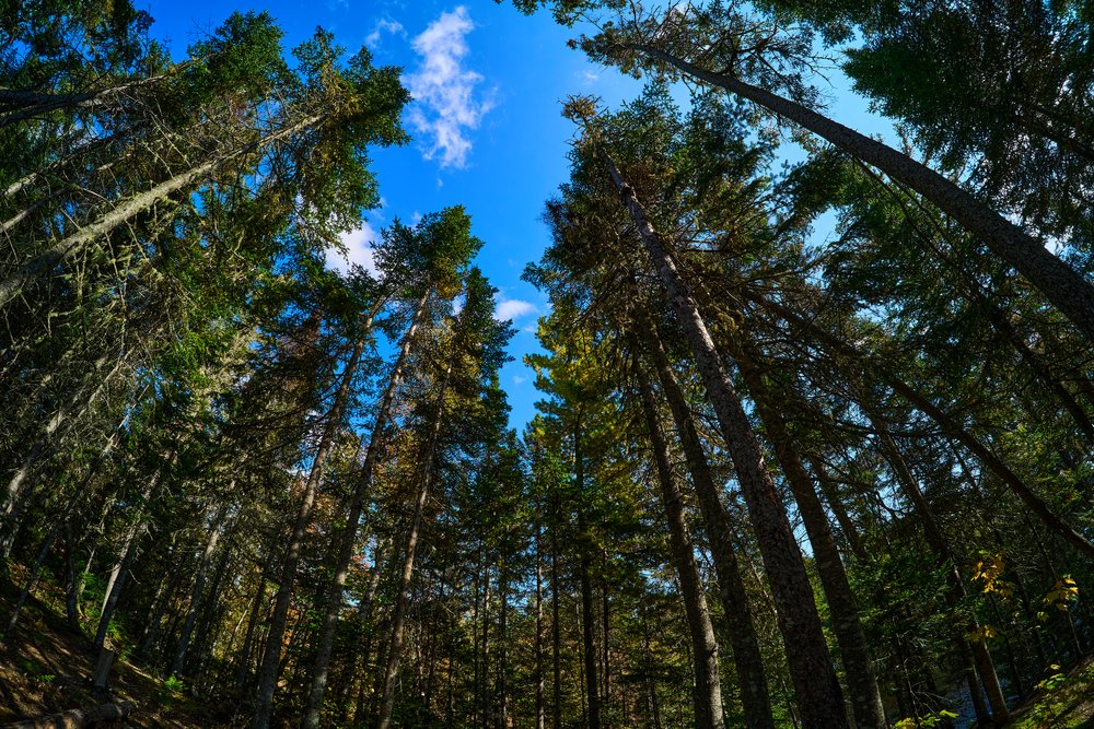 Mill Creek Katrina 11mm - 063.jpg