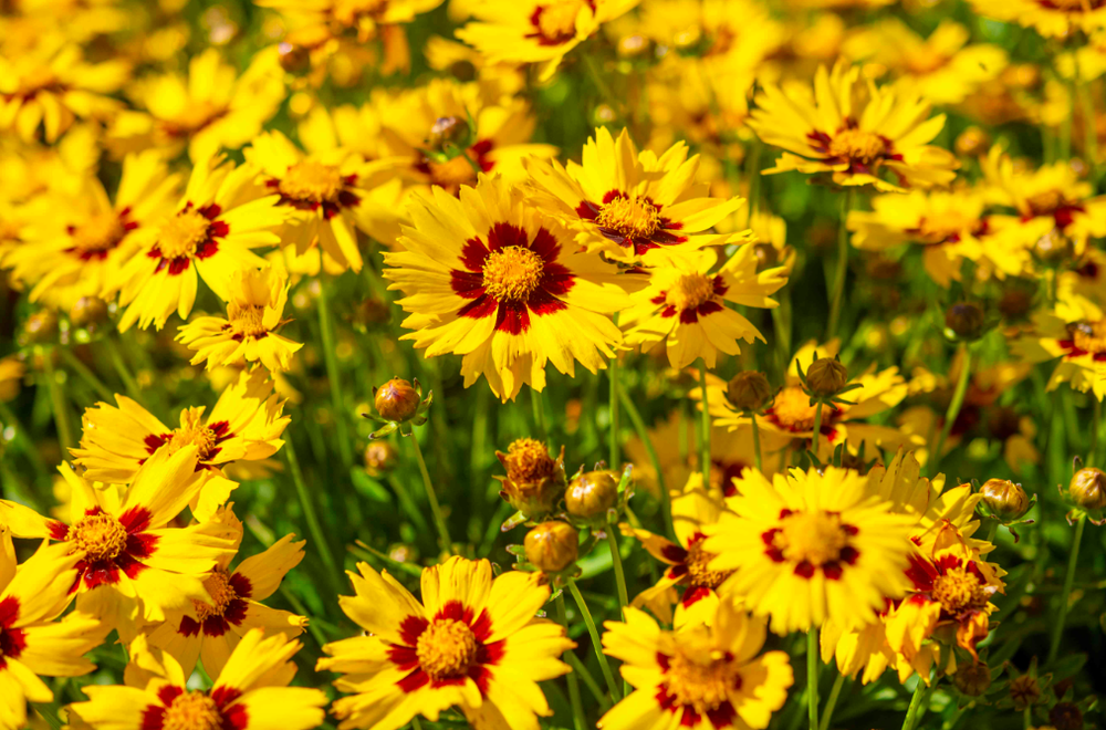 Coreopsis