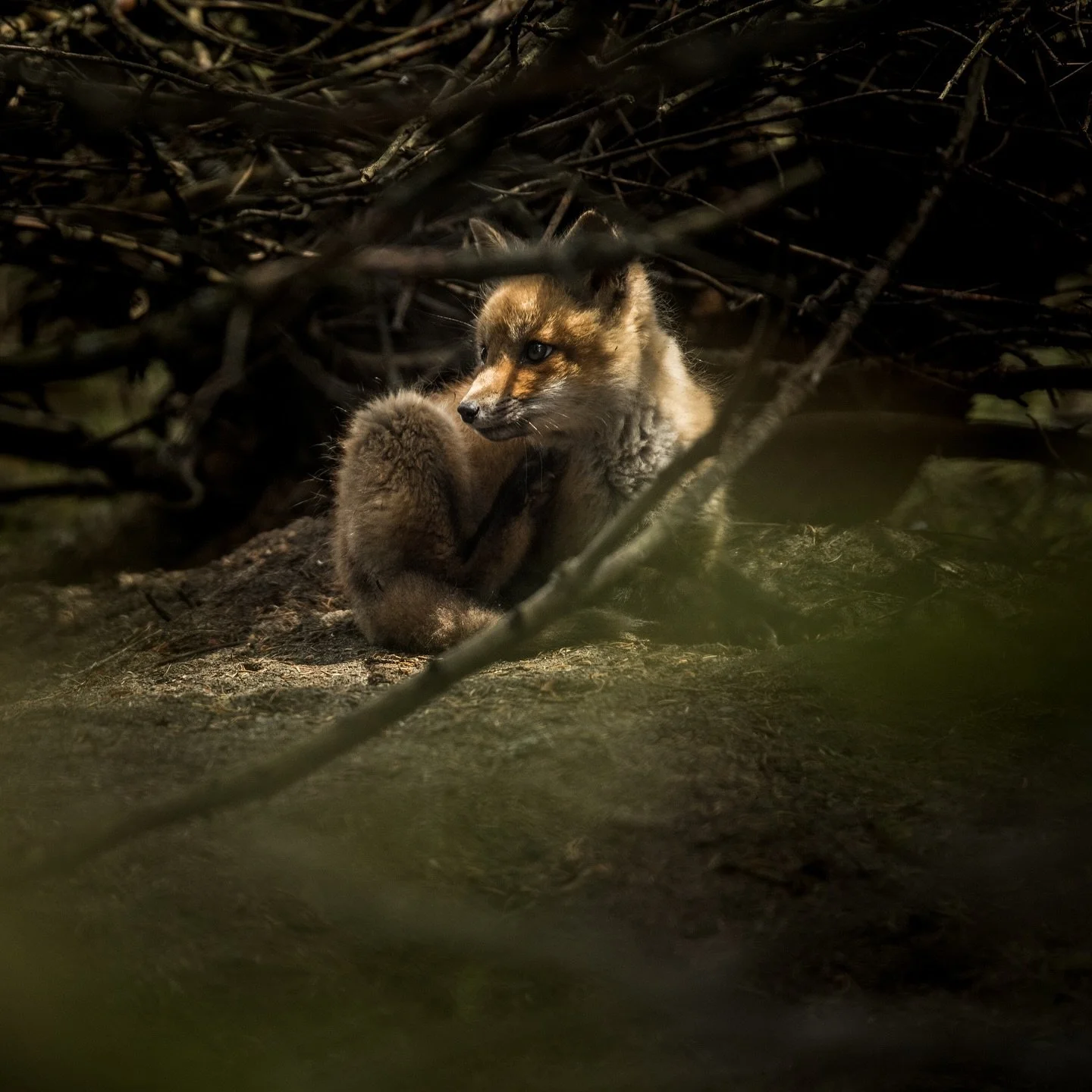 Ambiance printani&egrave;re 🦊