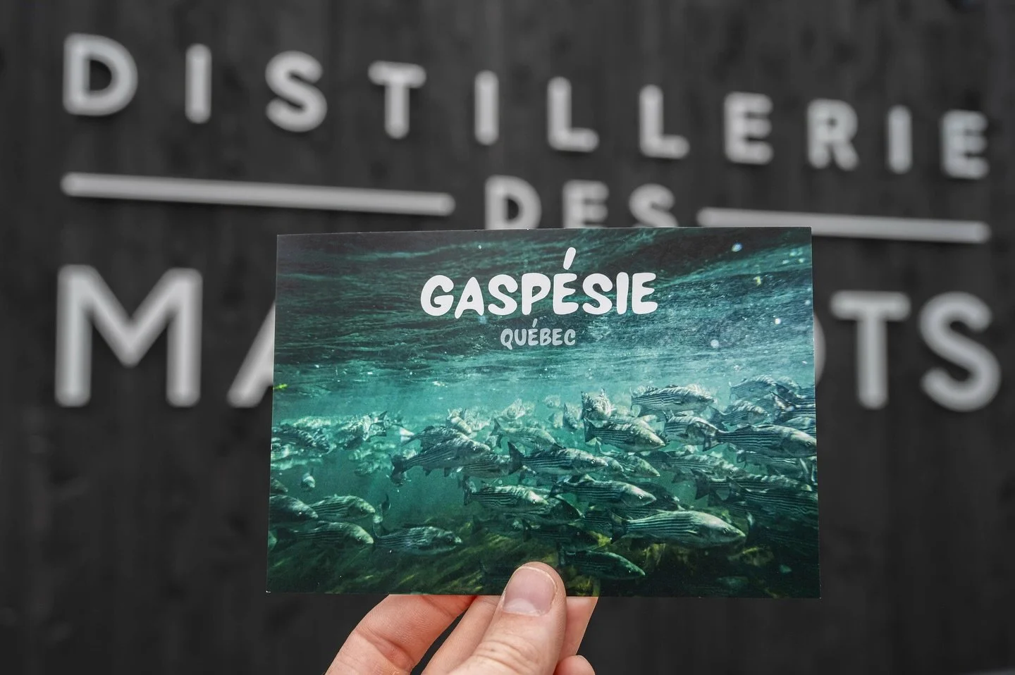 🌞POINTS DE VENTE🌞

Cet &eacute;t&eacute;, mes produits seront &agrave; vendre &agrave; trois endroits dans la baie-des-chaleurs!

@lapetrieboulangerie : cartes postales 🥖 

@distilleriedesmarigots : cartes postales et cartes de souhaits 🥃

@lenau