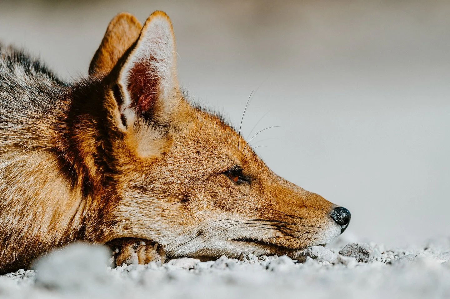 Renard de Magellan 🦊